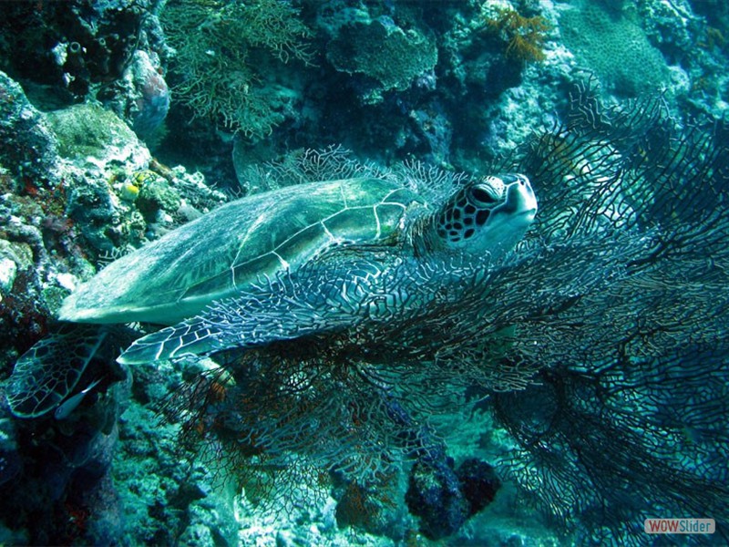 Turtle - Sipadan Island - Malaysia