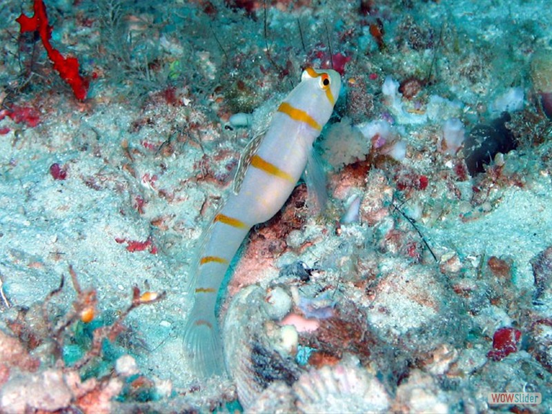 Gobi Fish - Sipadan Island - Malaysia