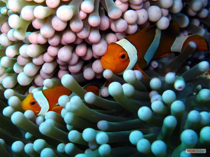 Anemone Fish - Sipadan Island - Malaysia