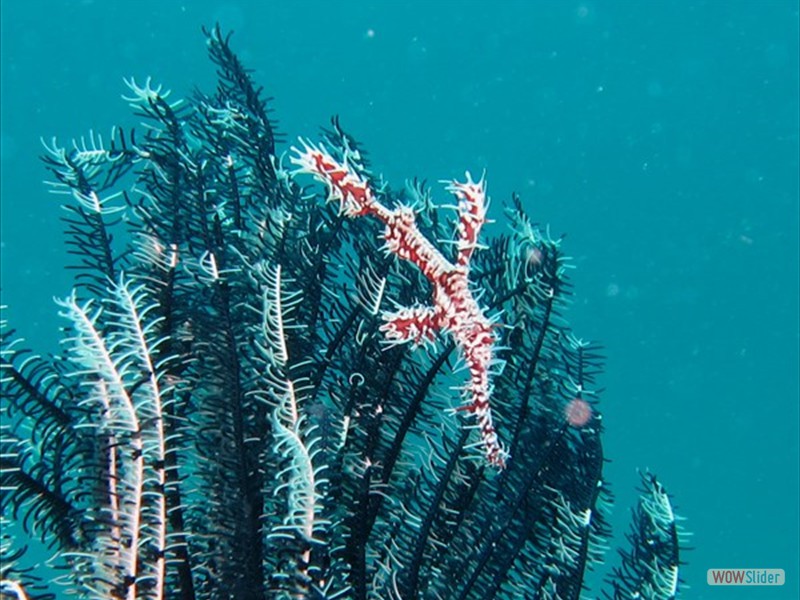 Leaf Fish - Sipadan Island - Malaysia