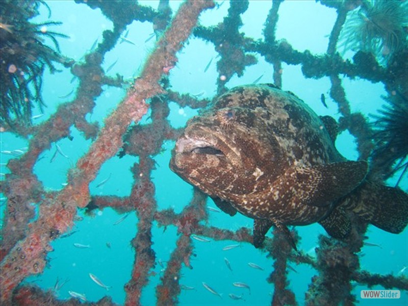 Grouper - Sipadan Island - Malaysia