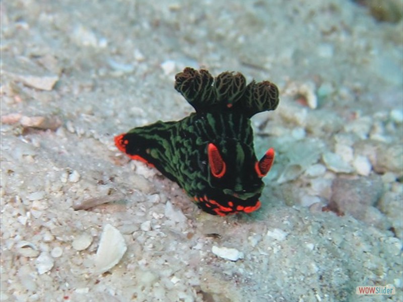 Barracuda -  Sipadan Island - Malaysia