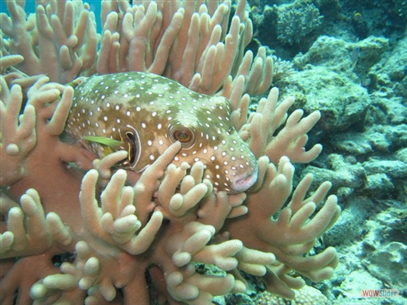 Pufferfish - Sipadan Island - Malaysia