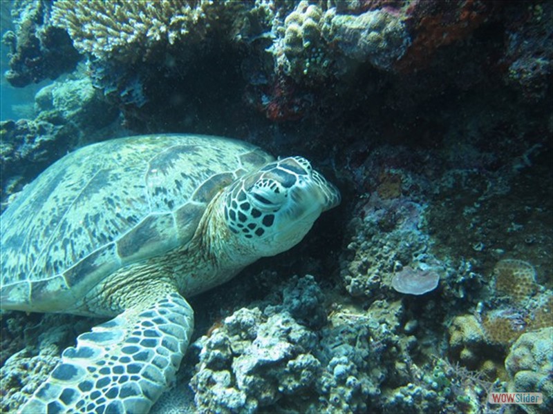 Turtle - Sipadan Island - Malaysia