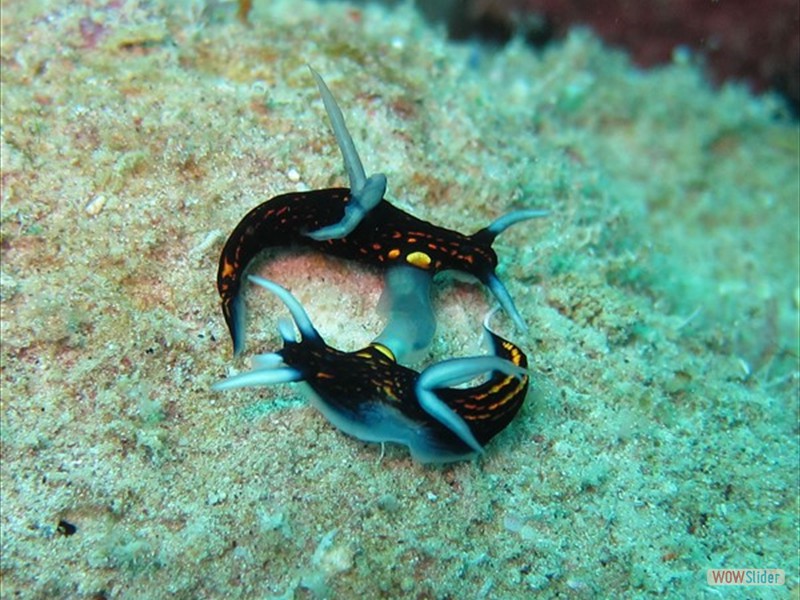 Nudibranch mating - Sipadan Island - Malaysia