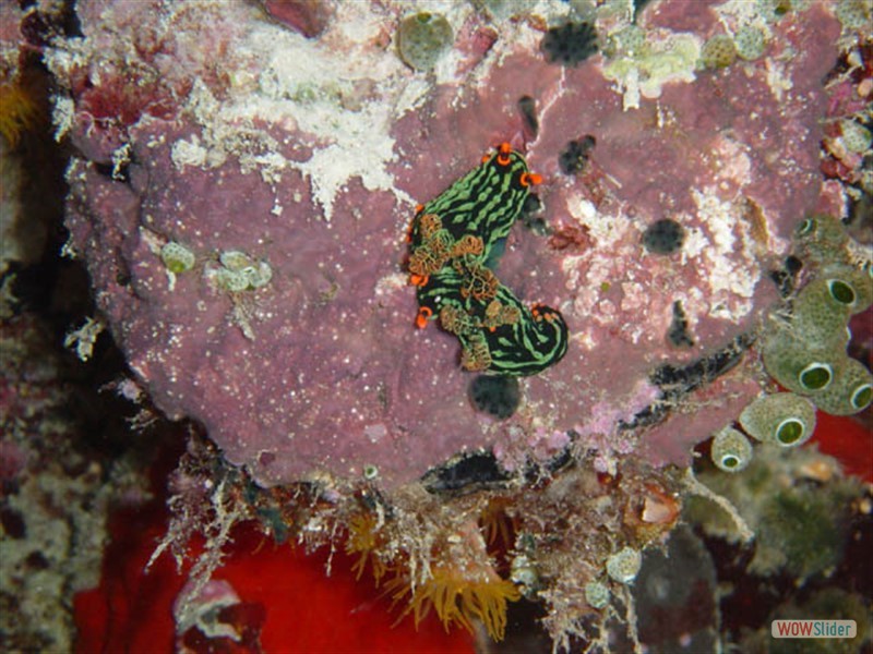 Nudibranch sp. Sipadan Island - Malaysia