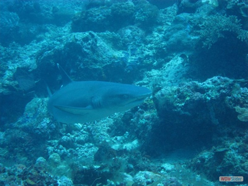 Shark -  Sipadan Island - Malaysia