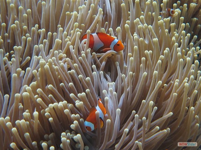 Anemone Fish - Sipadan Island - Malaysia