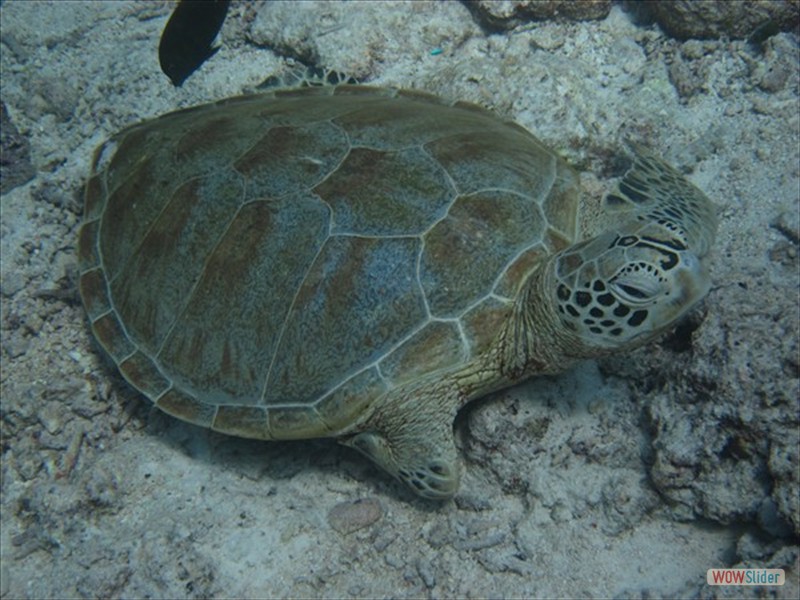 Turtle - Sipadan Island - Malaysia