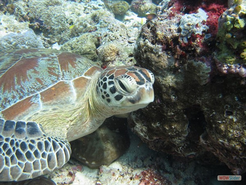 Turtle - Sipadan Island - Malaysia