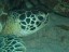 Turtle Sipadan Island - Malaysia