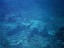 Sharks resting on the sandy bottom Sipadan Island - Malaysia