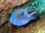 Boxfish  - Sipadan Island - Malaysia