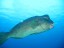 Bumpedhead Parrotfish - Sipadan Island - Malaysia