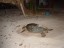 Tartaruga che depone le uova - Sipadan Island - Malaysia