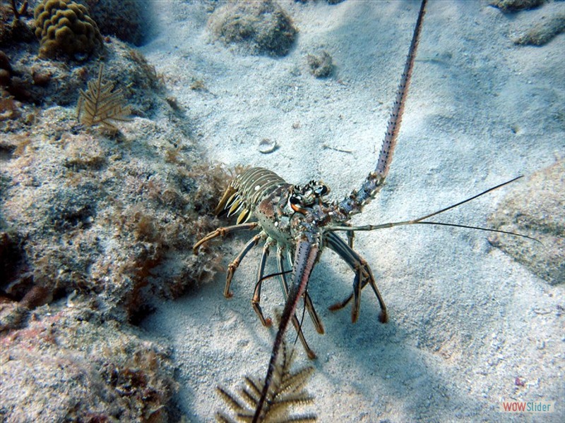 Florida Keys - USA