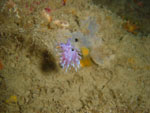Flabellina Affinis