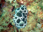 Discodoris Atromaculata (vacchetta)