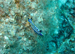 Hypselodoris tricolor - Bergeggi (SV) Italia Giugno 2007
