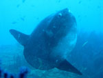 Pesce Luna (Mola Mola) - Secca del Corallo Nero - Vado (SV) Luglio 2008