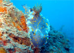 Hypselodoris picta - Secca del Corallo Nero - Vado (SV) Giugno 2009