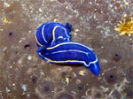 Hypselodoris orsinii - Secca del Bibiz - Vado (SV) Italia Luglio 2009