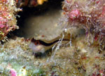 Bavosa Bianca (blennidi) - Secca di Grimaldi - Ventimiglia (IM) Italia luglio 2009