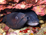 Grongo e murena insieme - Bergeggi Island - Bergeggi (SV) Luglio 2009