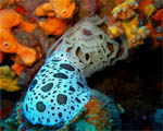 Discodoris Astromaculata - Secca dei Rigozzi - Vado (SV) Luglio 2010