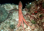 Polpessa (Octopus Macropus) - Capo Figari - Sardegna