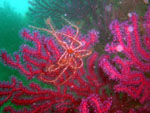 Crinoide su gorgonia rossa
