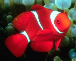 Tartaruga e pesce pipistrello - Thailandia - 910 KB